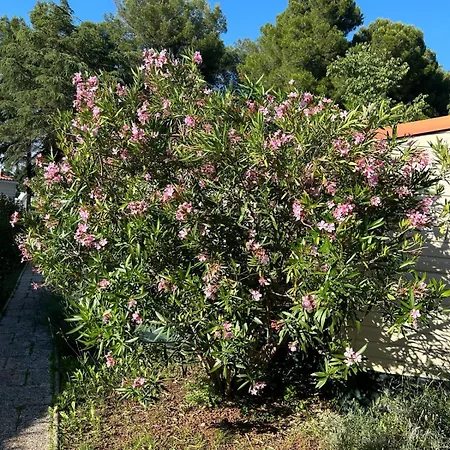 Media Mobile Homes In Brioni Sunny Πάρκο διακοπών