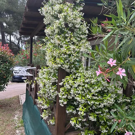 Πάρκο διακοπών Media Mobile Homes In Brioni Sunny Πούλα